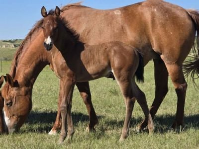 Top Gun Rooster JW<BR>AQHA PENDING